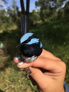 Superb fairy wren (not the study species, but pretty similar)
