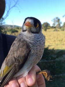Noisy miner, so not a bell miner, but related