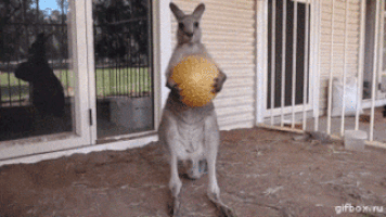 kangaroo drops the ball gif