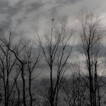 gray sky bare trees