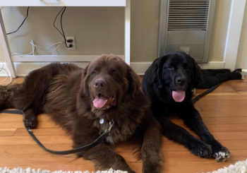 Big dogs Fonzie and Raya