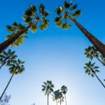 blue skies with palm trees