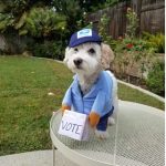 small white dog in costume with sign encouraging voting