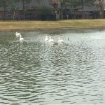 pelicans on pond