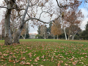 Marston Quad with yellow leaves on ground