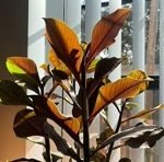 reddish leaves of a plant with window blinds in background