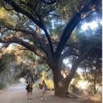 2 students walking under large tree