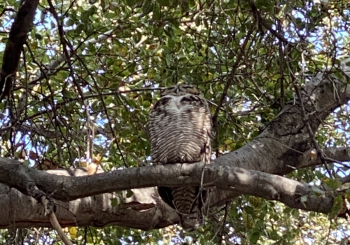 Great horned owl in tree
